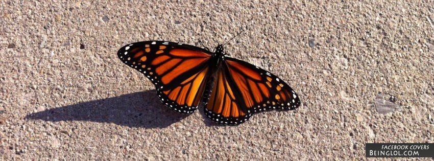 Beautiful Butterfly Facebook Covers