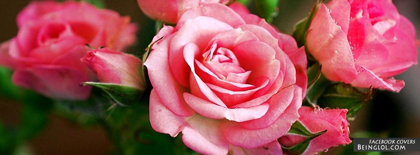 Blooming Pink Rose Facebook Covers