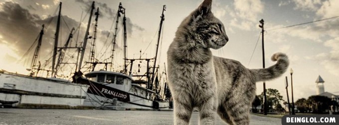 Cat and Boats