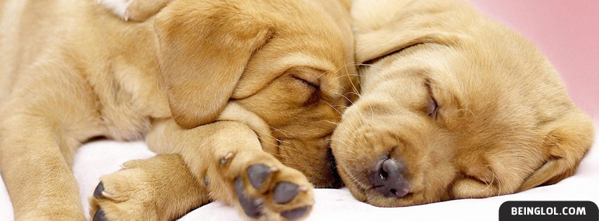 Cuddling Pups