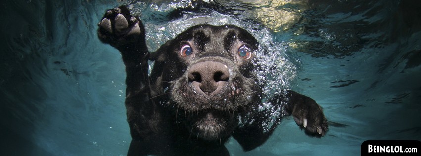 Funny Underwater Dog Facebook Covers