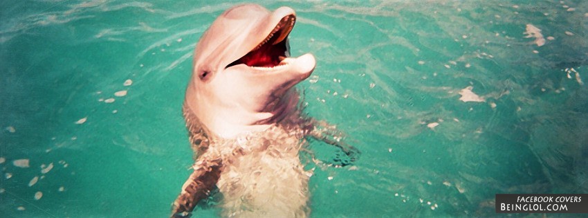 Happy Dolphin