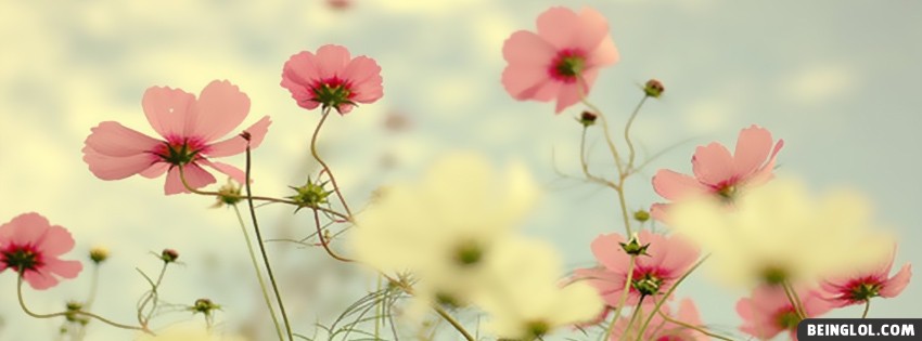 Light Pink Flowers Facebook Covers