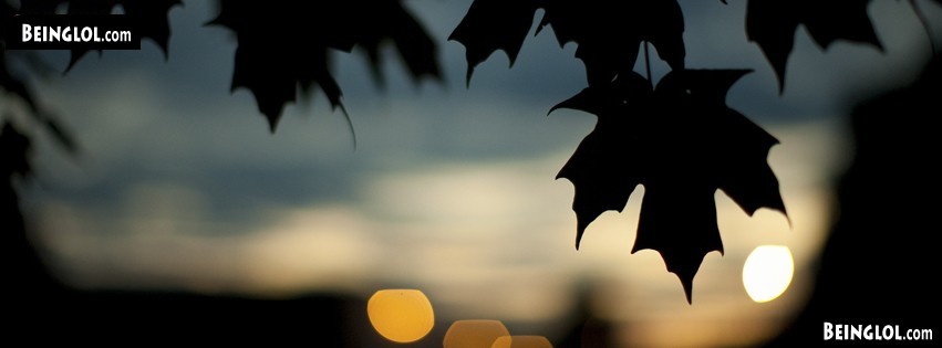 Nature Sunset Leaves Facebook Covers