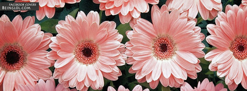 Pink Daisies Facebook Covers