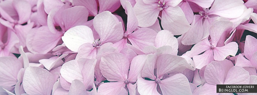 Pink Flowers Facebook Covers