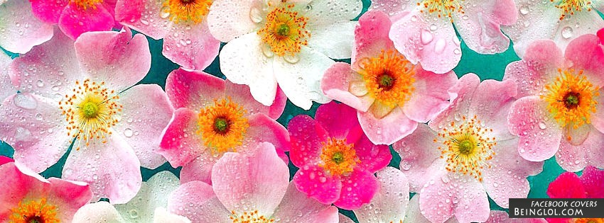 Pink Flowers Facebook Covers
