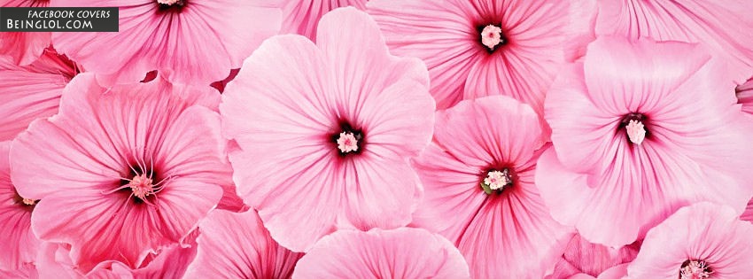Pretty Pink Flowers Facebook Covers