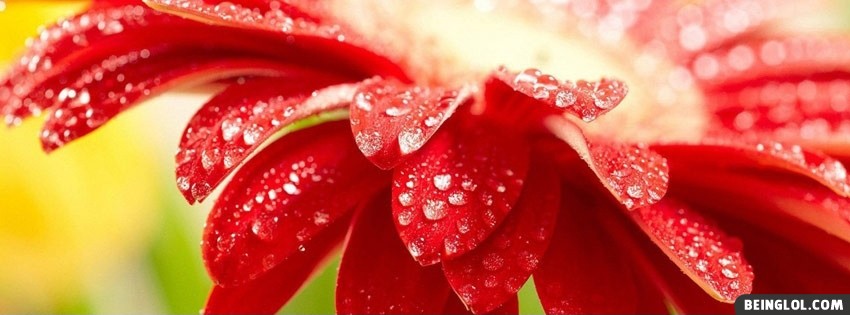 Red Flower Facebook Covers