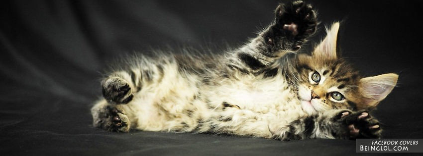 Silly Kitten Facebook Covers