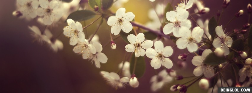Springtime Flowers Facebook Covers