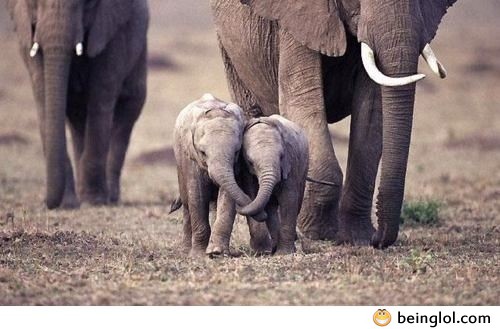 Baby Elephants Holding Each Others Trunks