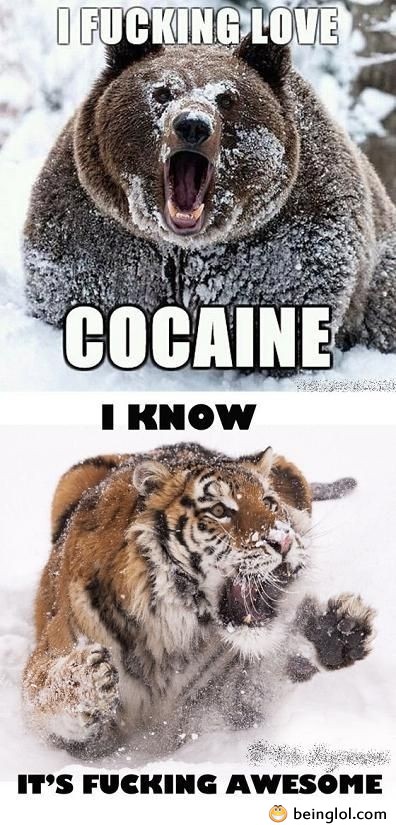 Bear Loves Cocaine