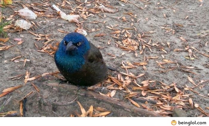 Found a Real Angry Bird Today