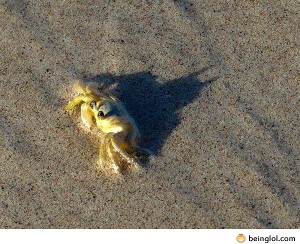 Crab Is Secretly Batman