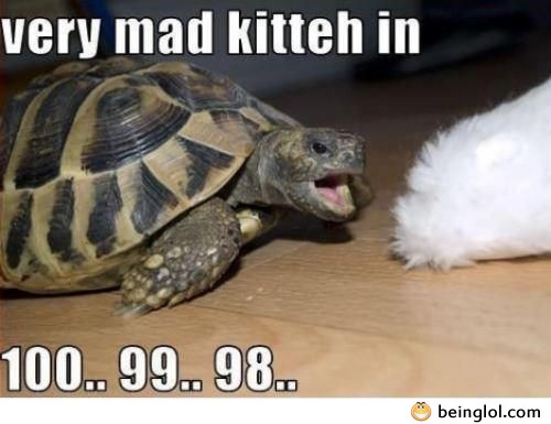 Very Mad Kitteh In …