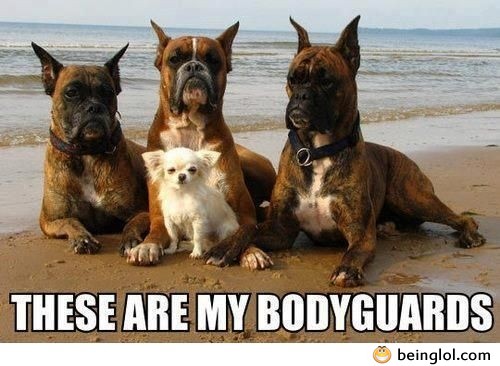  These Are My Bodyguards