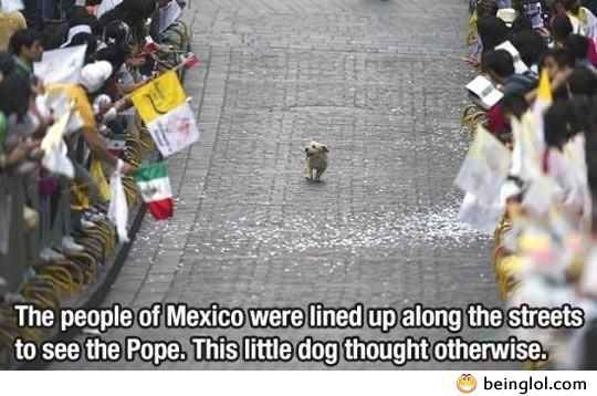 This Little Dog Thought Otherwise