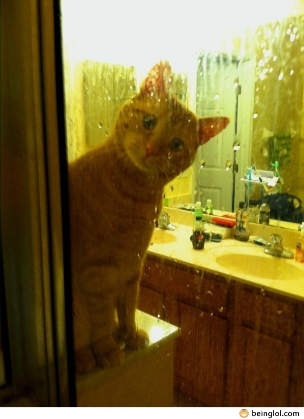 My Cat Watches My Wife Shower