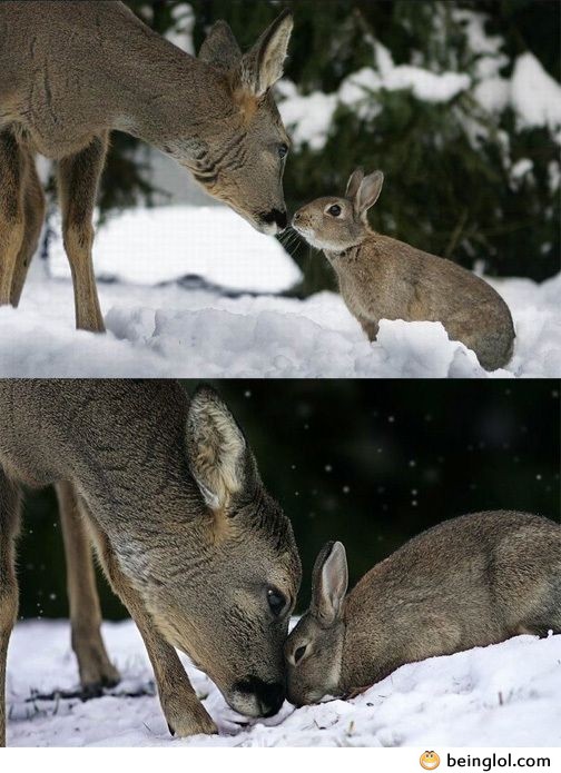 Awesome Bambi and Thumper Meet
