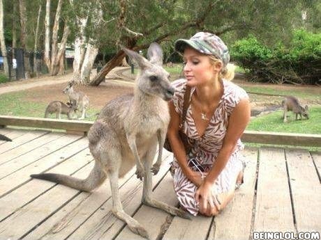 Kangaroo Photobombed On Paris Hilton