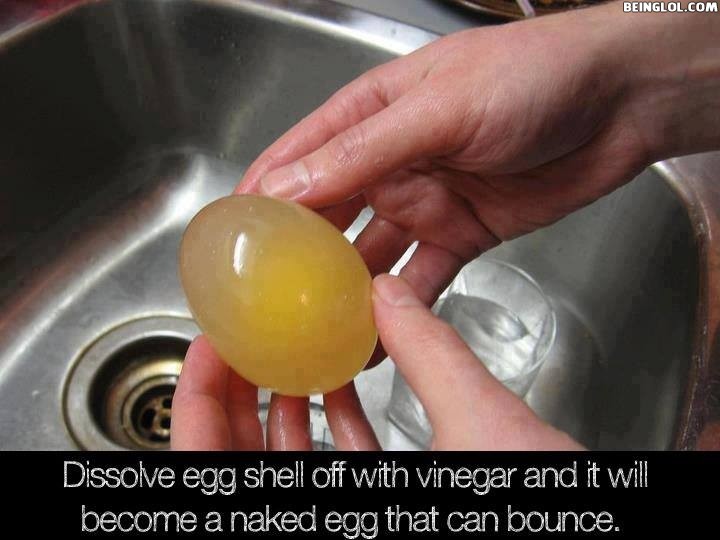 Did You Know That If You Dissolve Egg Shell Off with Vinegar, It Will Become…