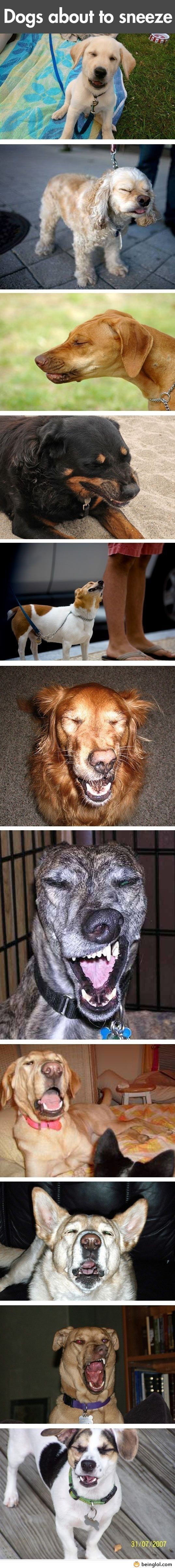 Funny Dogs About to Sneeze