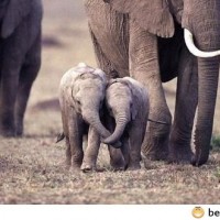 Baby Elephants Holding Each Others Trunks