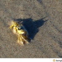 Crab Is Secretly Batman