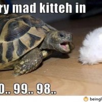 Very Mad Kitteh In …