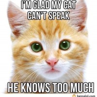 I’m Glad That Cats Can’t Speak
