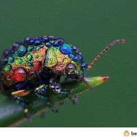 Beautiful Bug