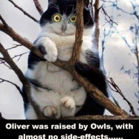 Raised By Owls