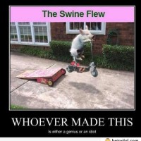 The Swine Flew