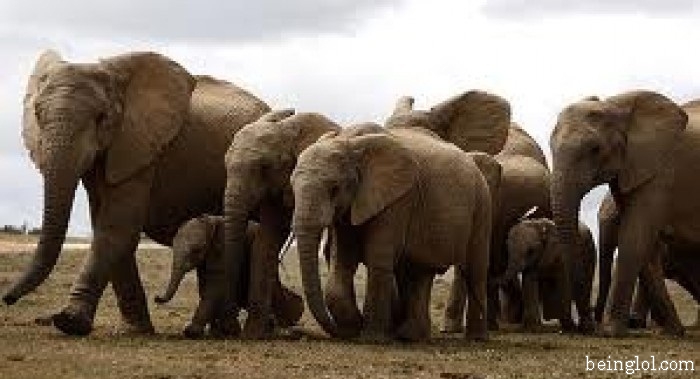 How Many Elephants Are In This Picture?