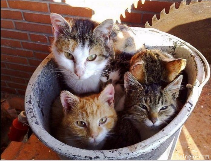 How Many Cats In The Bucket?