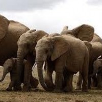 How many elephants are in this picture?