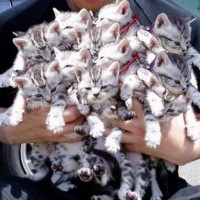How many kittens?