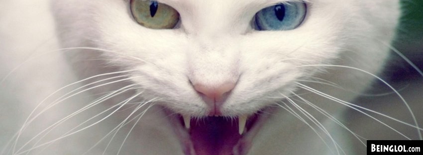Angry Cat Facebook Covers