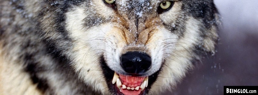 Angry Wolf Facebook Covers