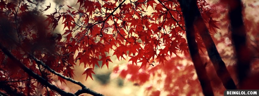 Autumn Tree Facebook Covers