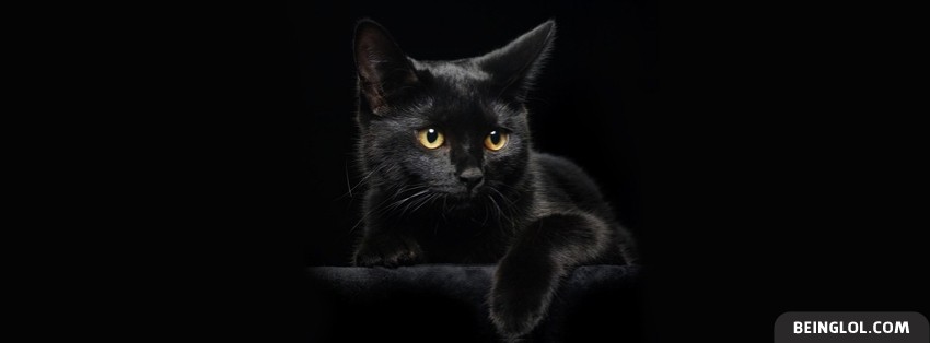 Black Cat Facebook Covers