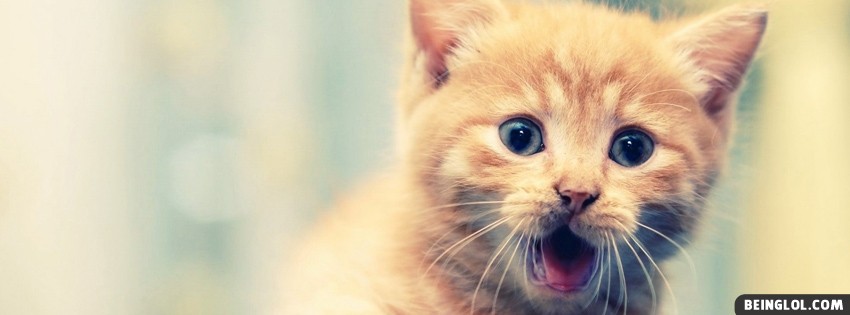 Cute Kitty Facebook Covers