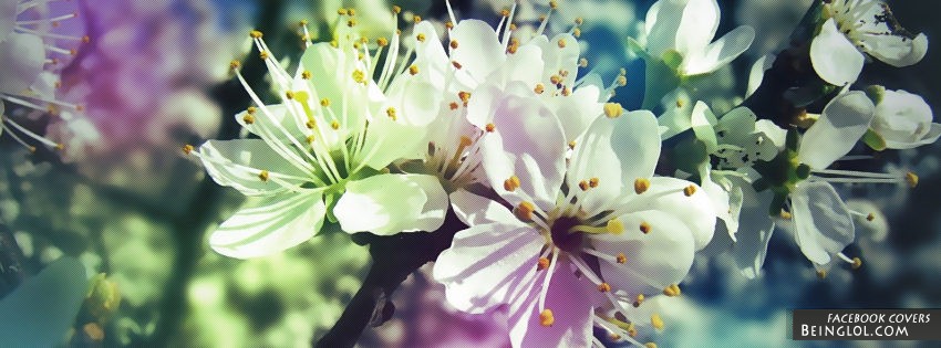 Flowers Facebook Covers
