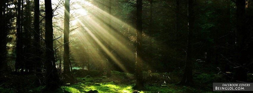 Forest Sun Rays
