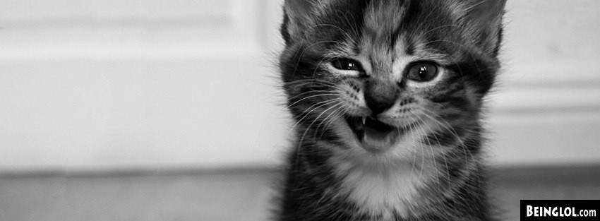 Funny Cat Facebook Covers