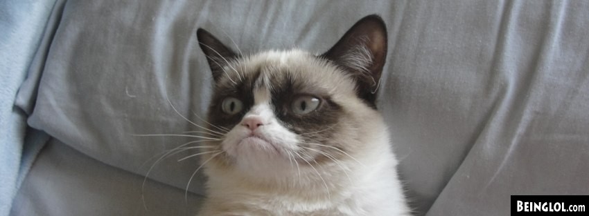 Grumpy Cat Facebook Covers