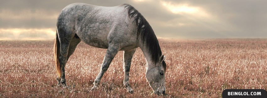 Horse Grazing Facebook Covers