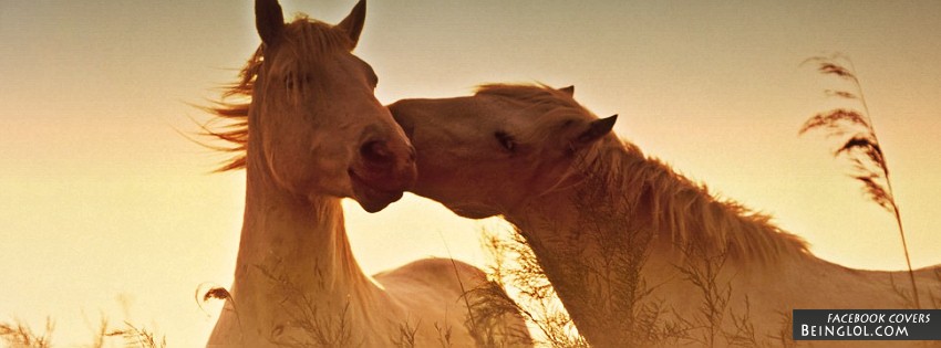 Horses Facebook Covers