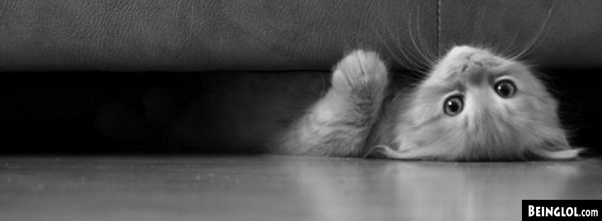 Kitty And The Couch Facebook Covers